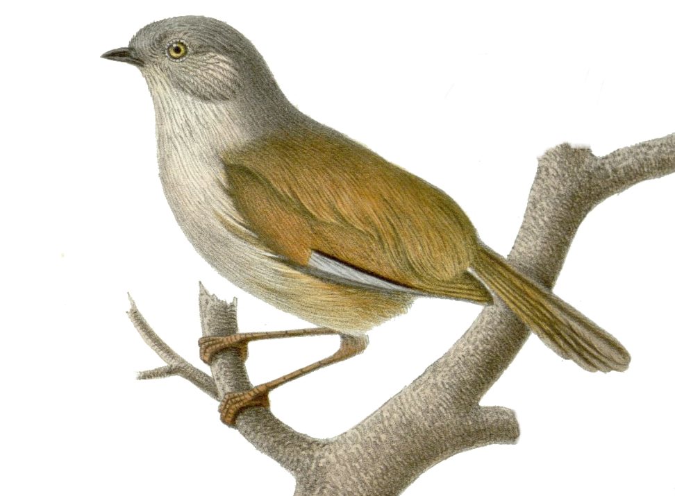Fulvetta cinereiceps