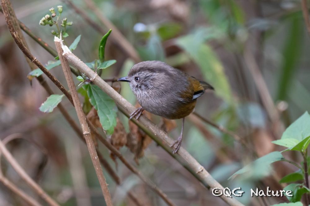 Manipur Fulvetta