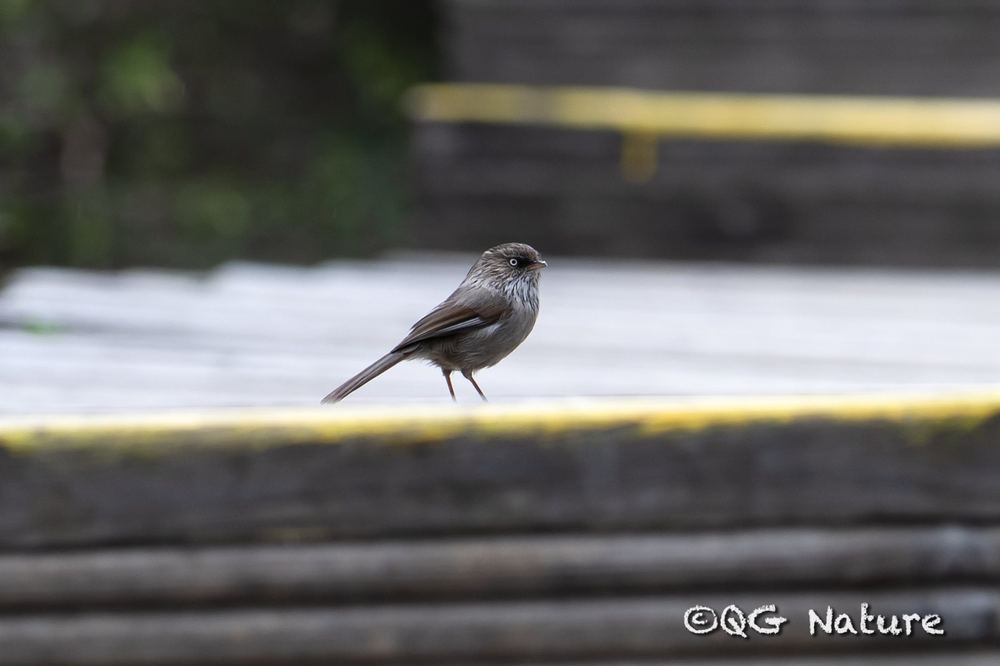Fulvetta striaticollis
