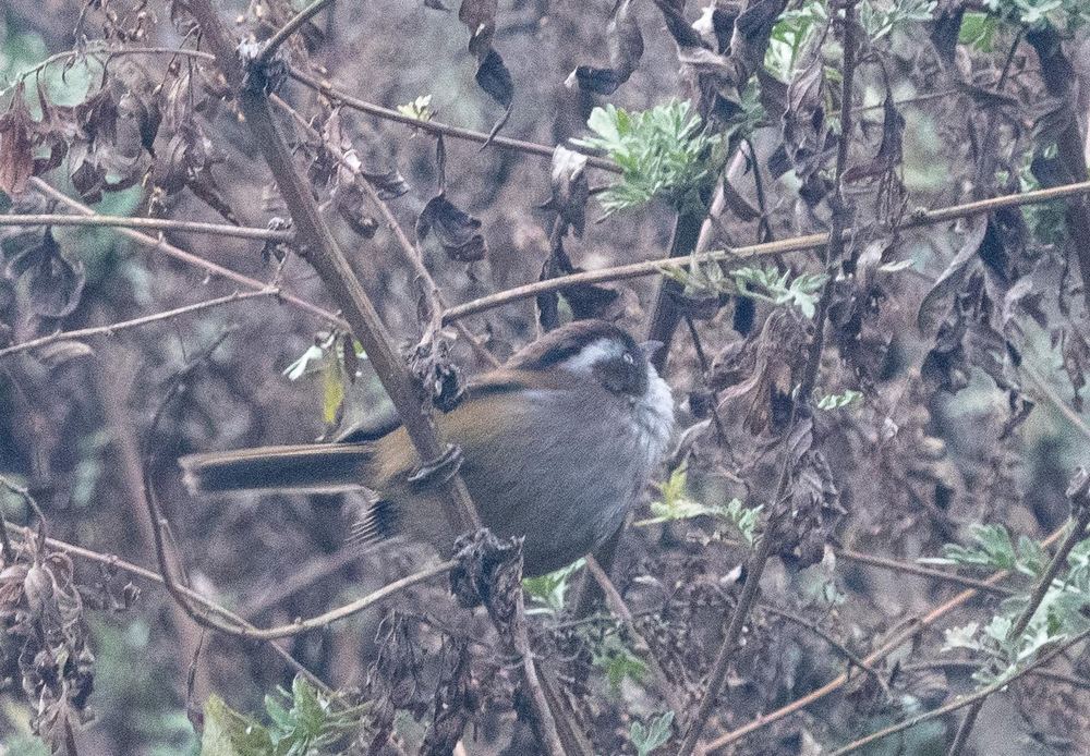 White-browed Fulvetta