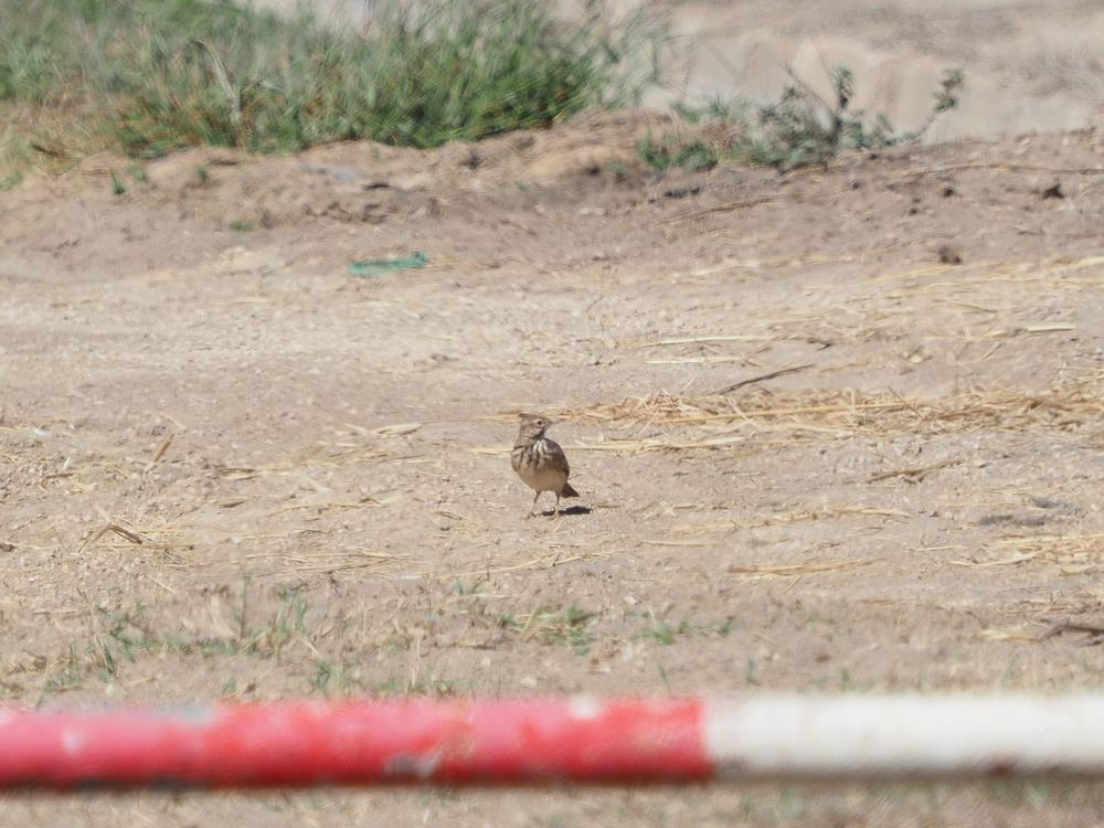 Crested Lark