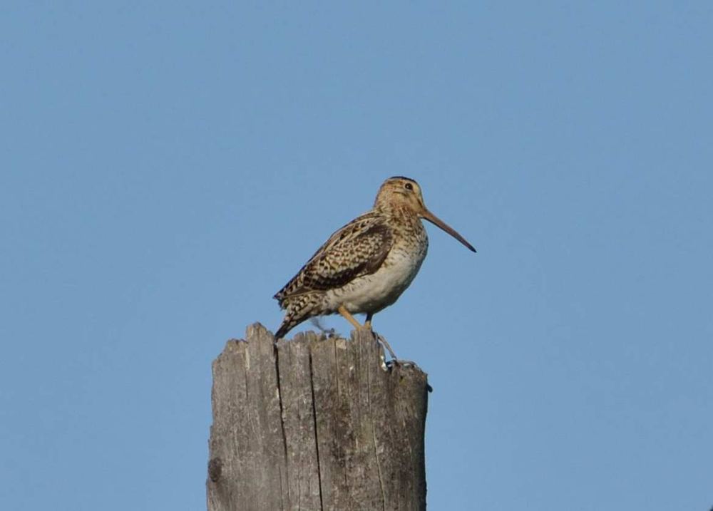 Swinhoe's Snipe
