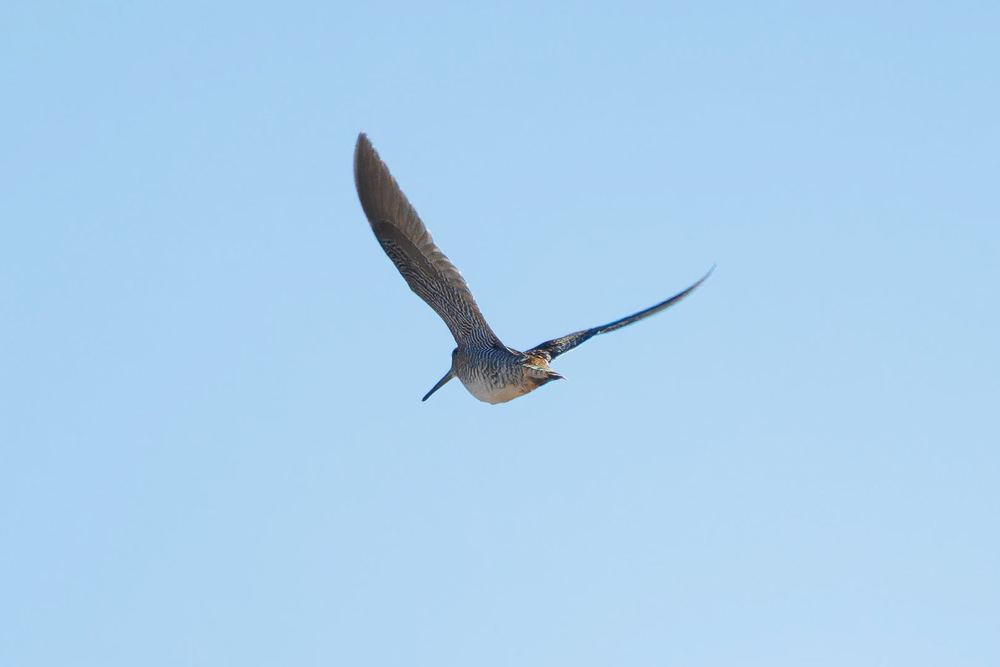 Solitary Snipe