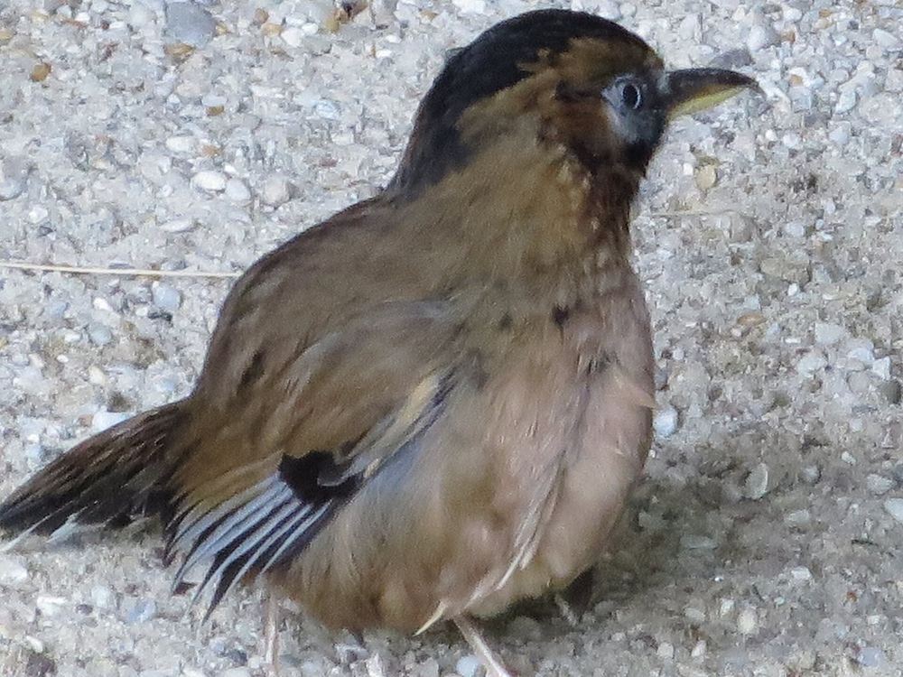 Moustached Laughingthrush