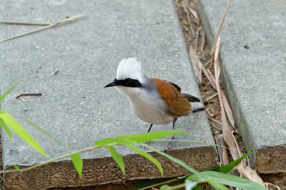 White-crested Laughingthrush