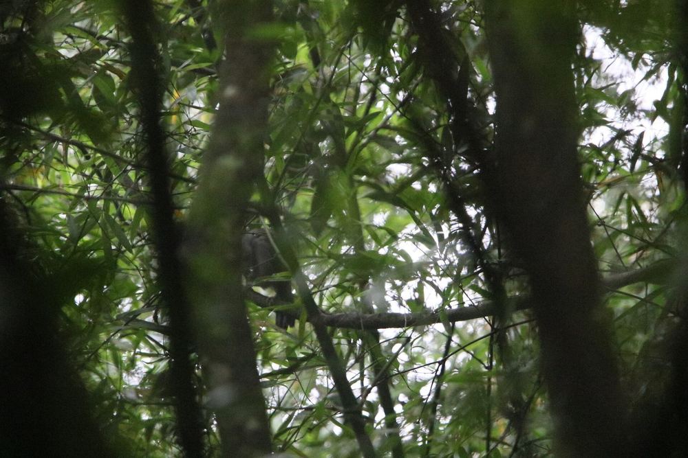 Grey Laughingthrush