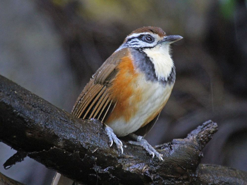 Greater Necklaced Laughingthrush
