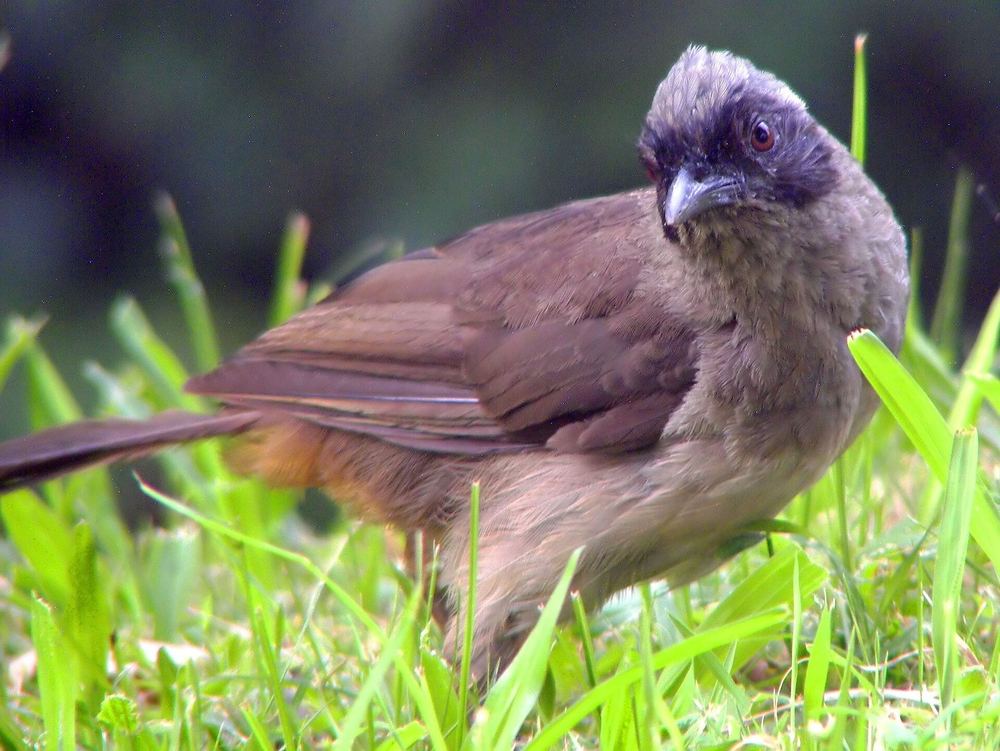 Masked Laughingthrush