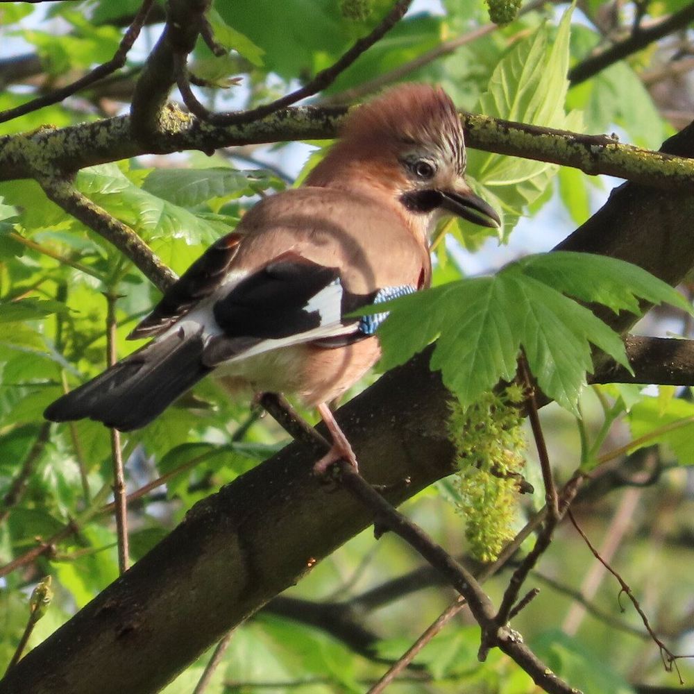 Eurasian Jay