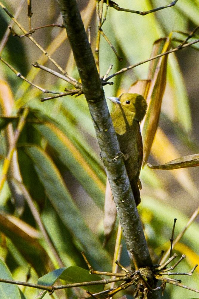 Pale-headed Woodpecker