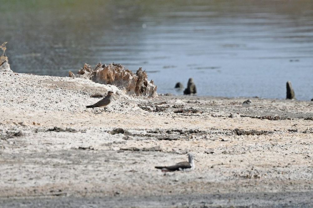Collared Pratincole
