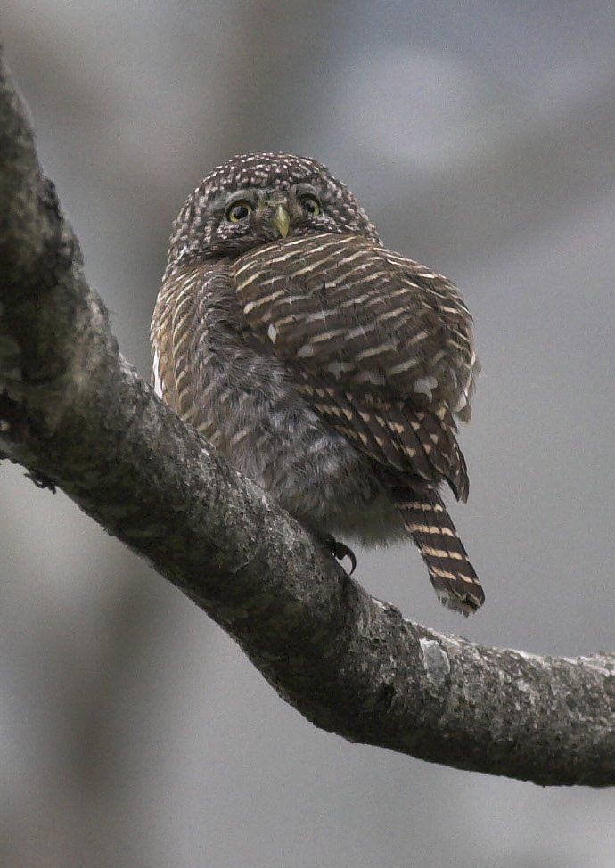 Collared Owlet
