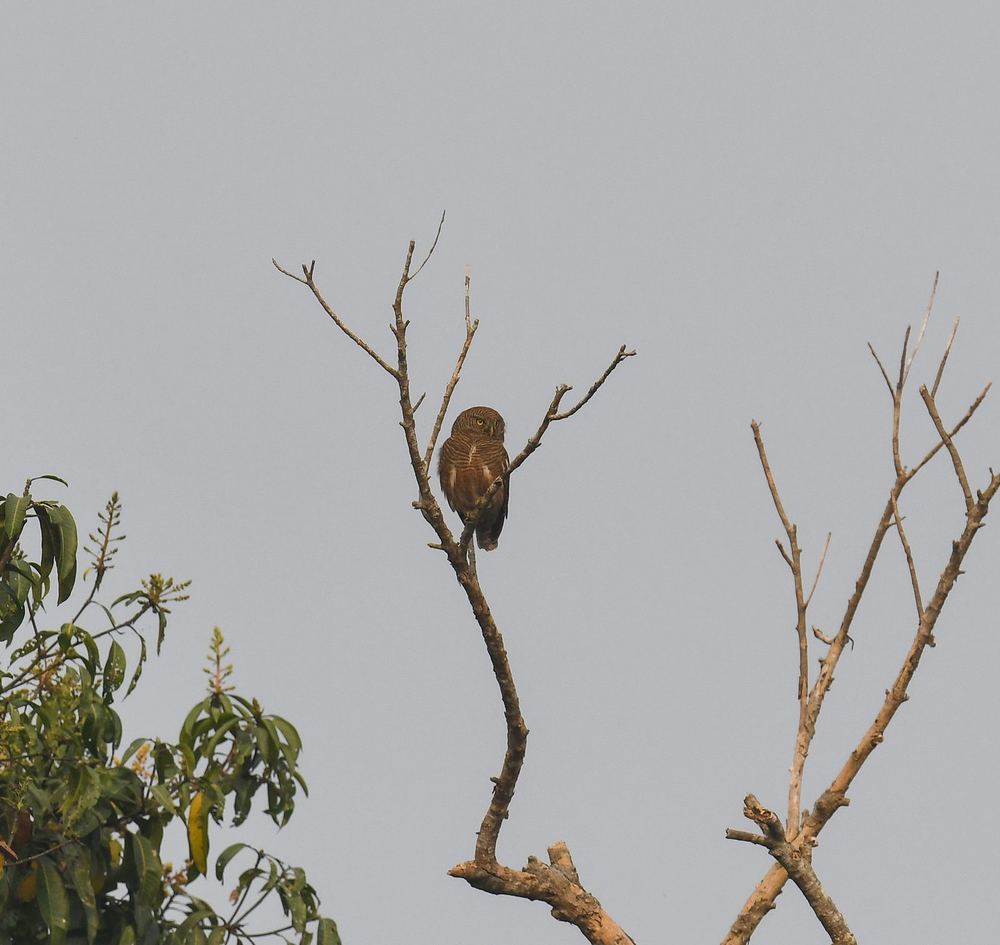 Asian Barred Owlet