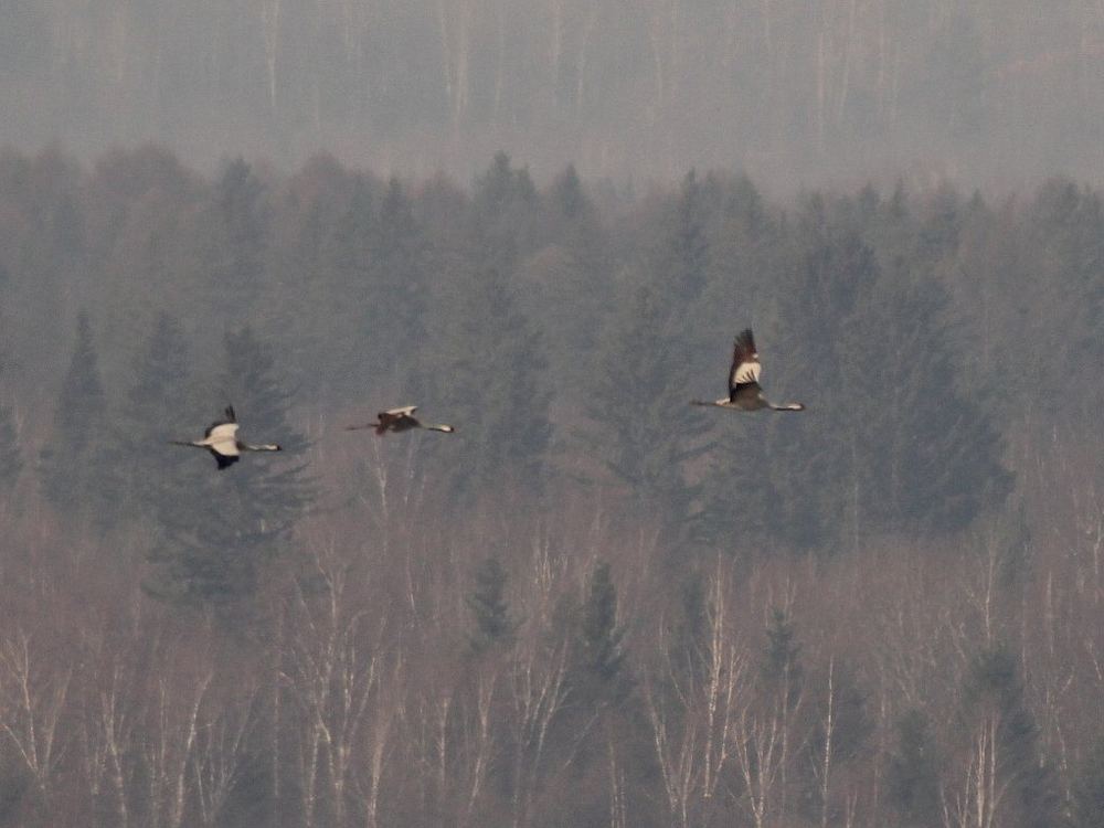 Common Crane
