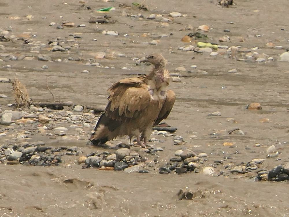 Himalayan Vulture