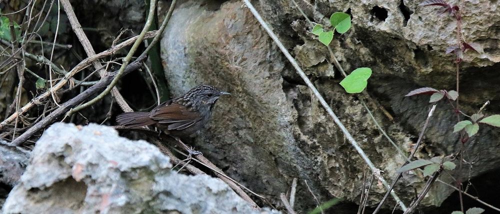 Annam Limestone Babbler
