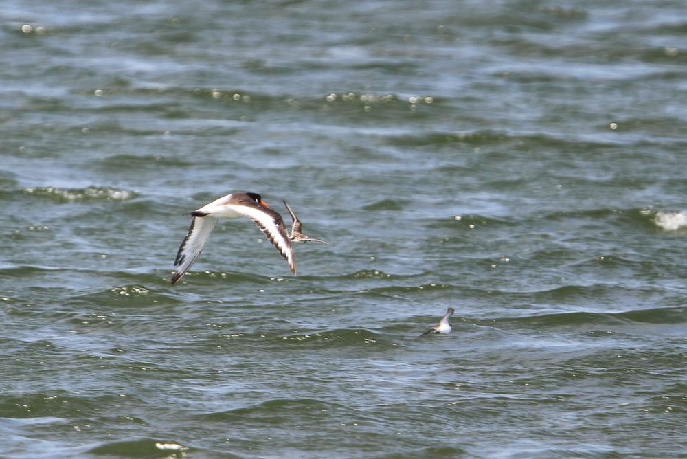 Eurasian Oystercatcher