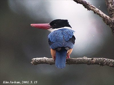 Black-capped Kingfisher