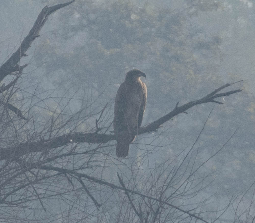 Pallas's Fish Eagle