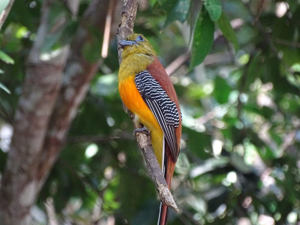 Orange-Breasted Trogon
