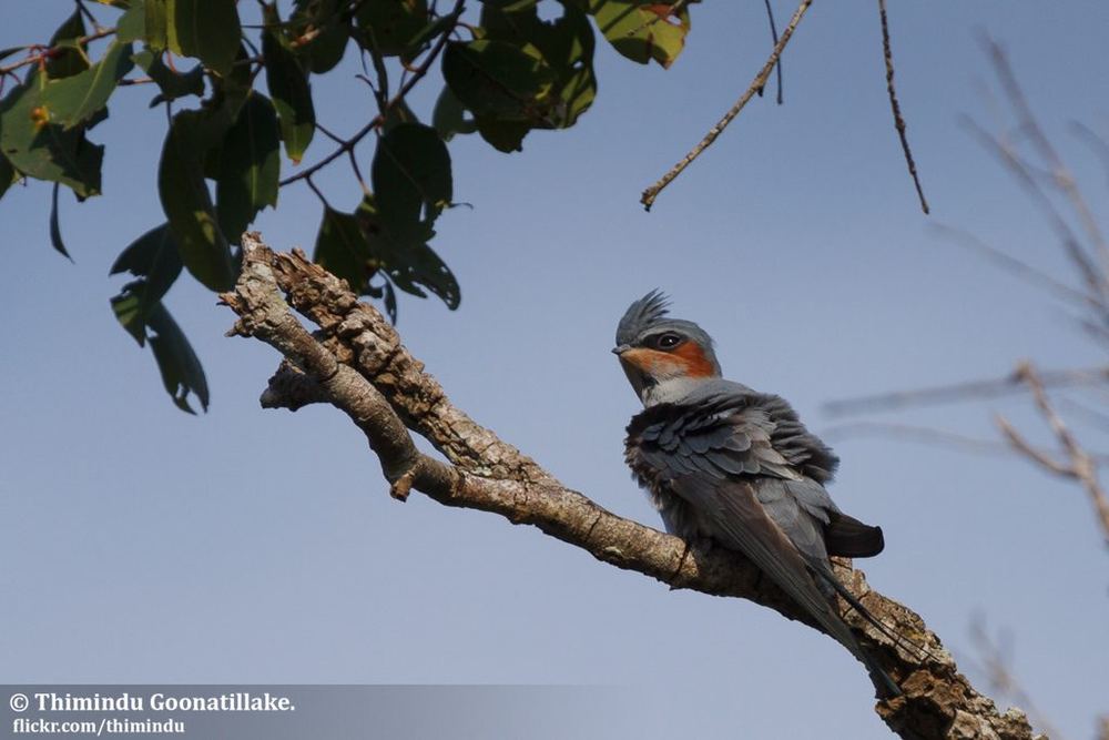 Crested Treeswift