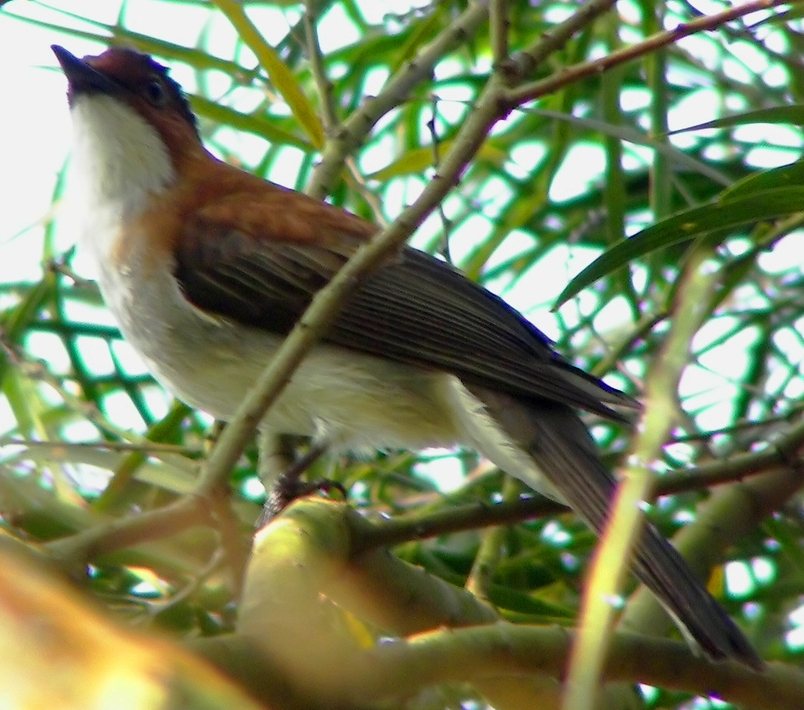 Chestnut Bulbul
