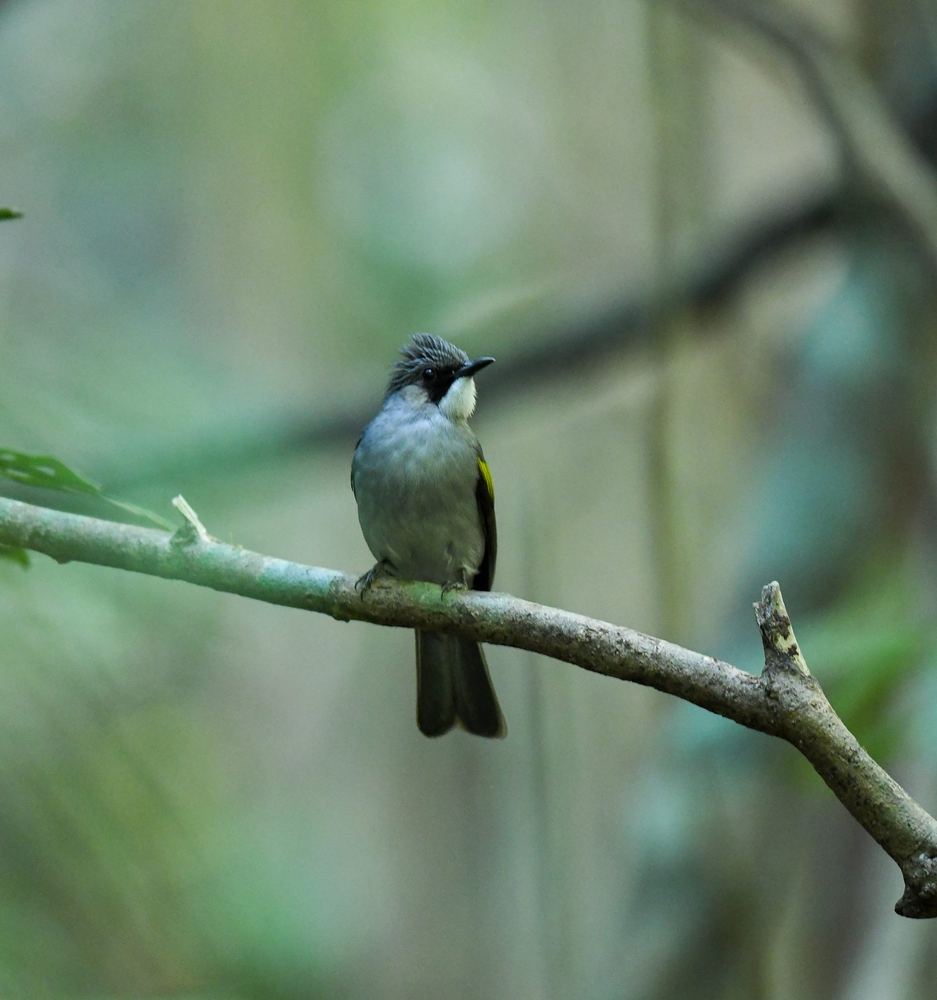 Ashy Bulbul