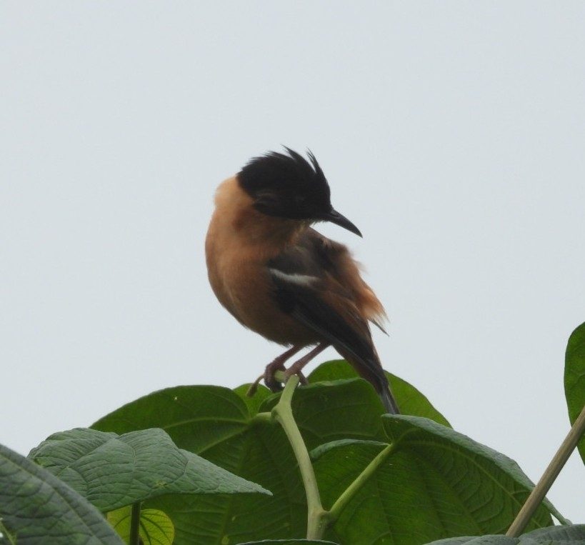 Rufous Sibia