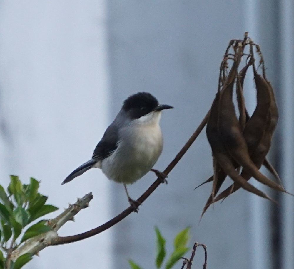 Grey Sibia