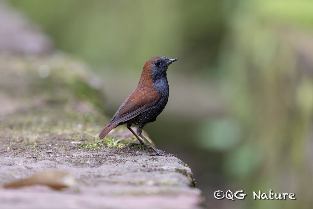 Gould's Shortwing