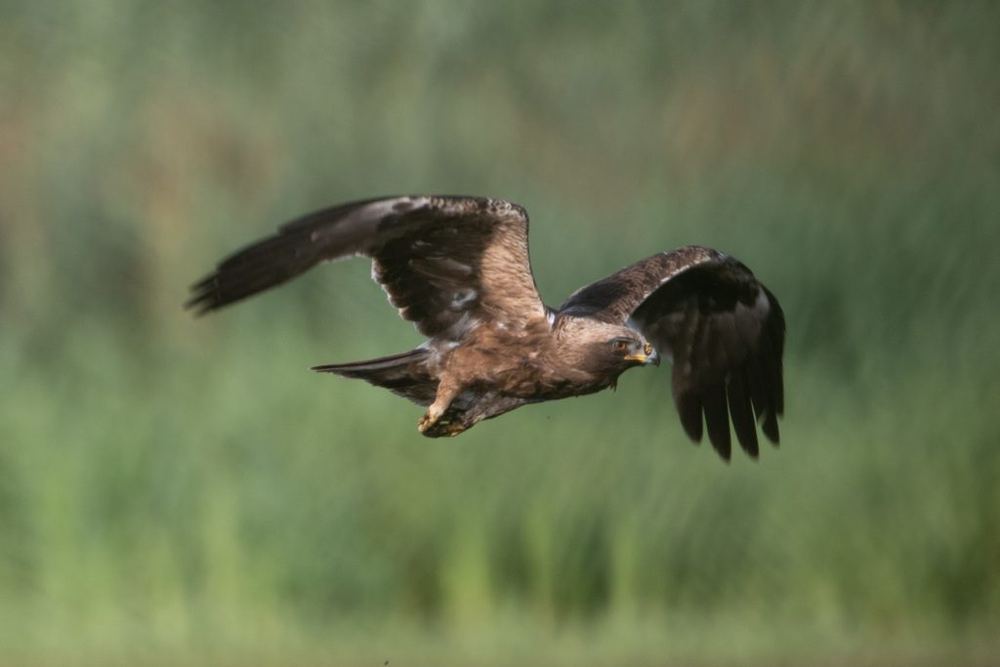 Booted Eagle