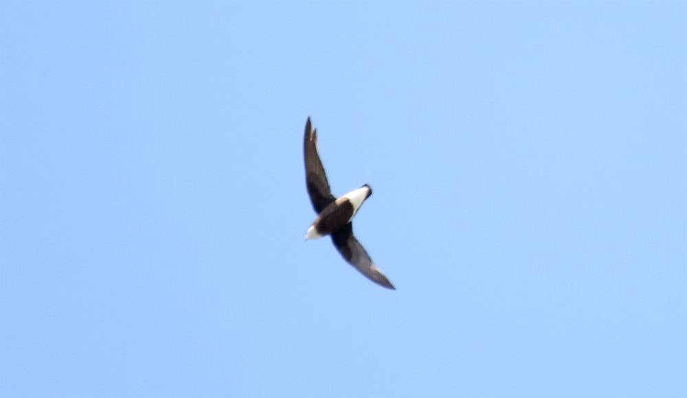 White-Throated Needletail