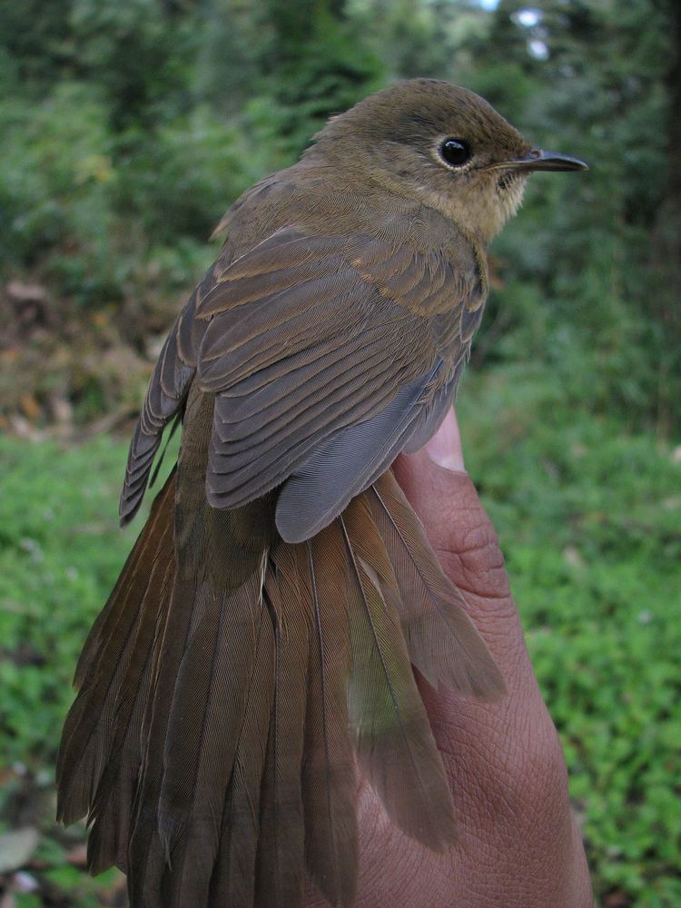 Hodgsonius phoenicuroides
