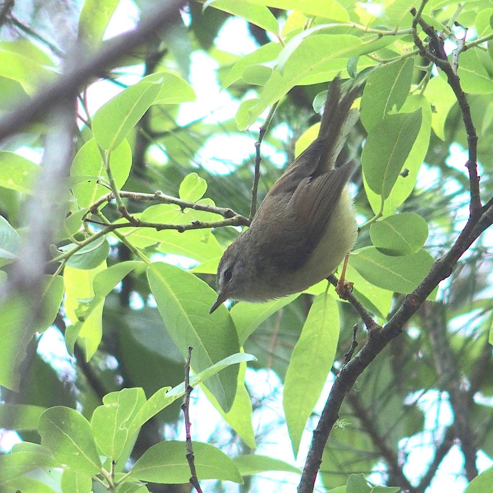 Horornis acanthizoides