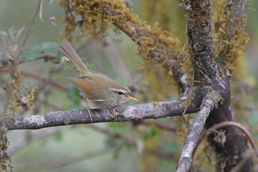 Hume's Bush Warbler