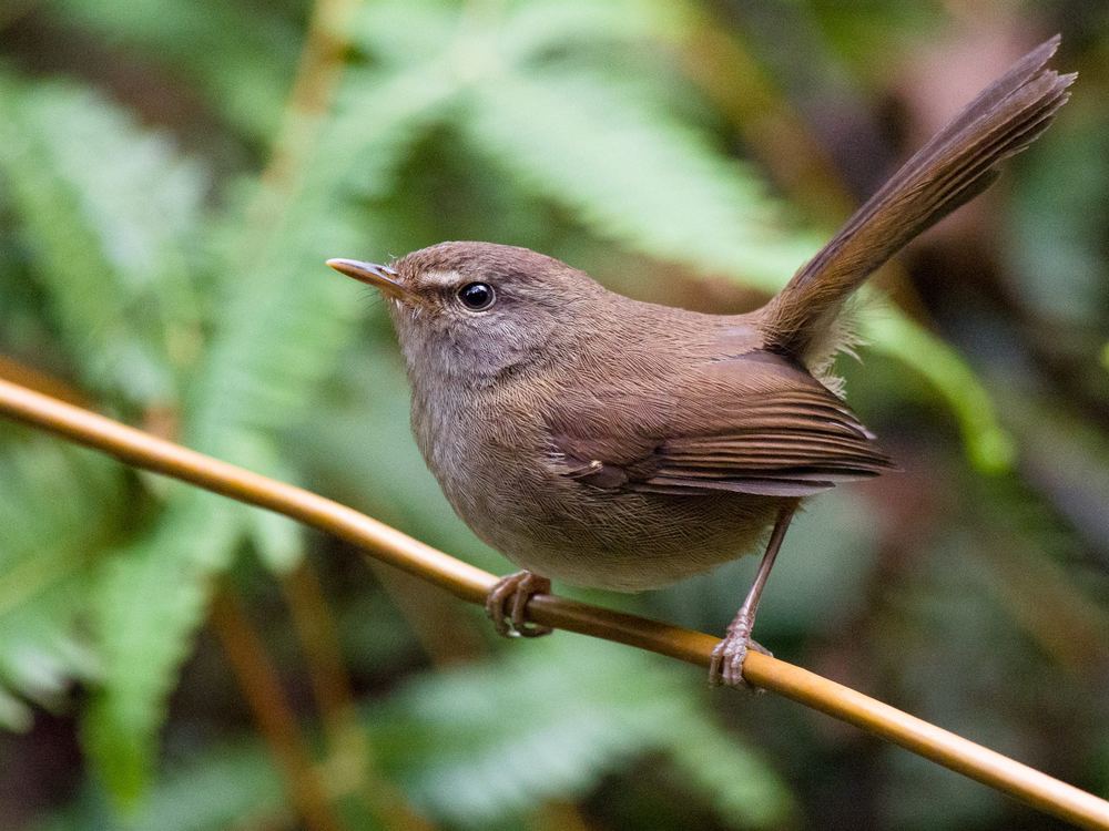 Aberrant Bush Warbler