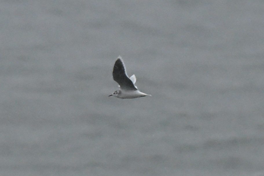 Little Gull