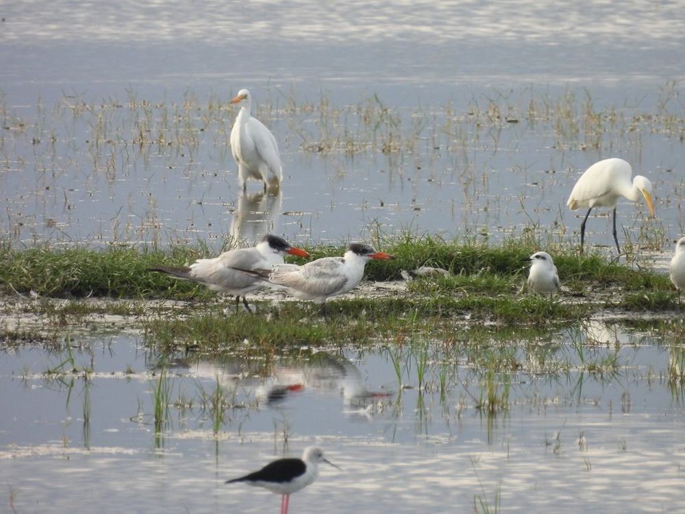Caspian Tern