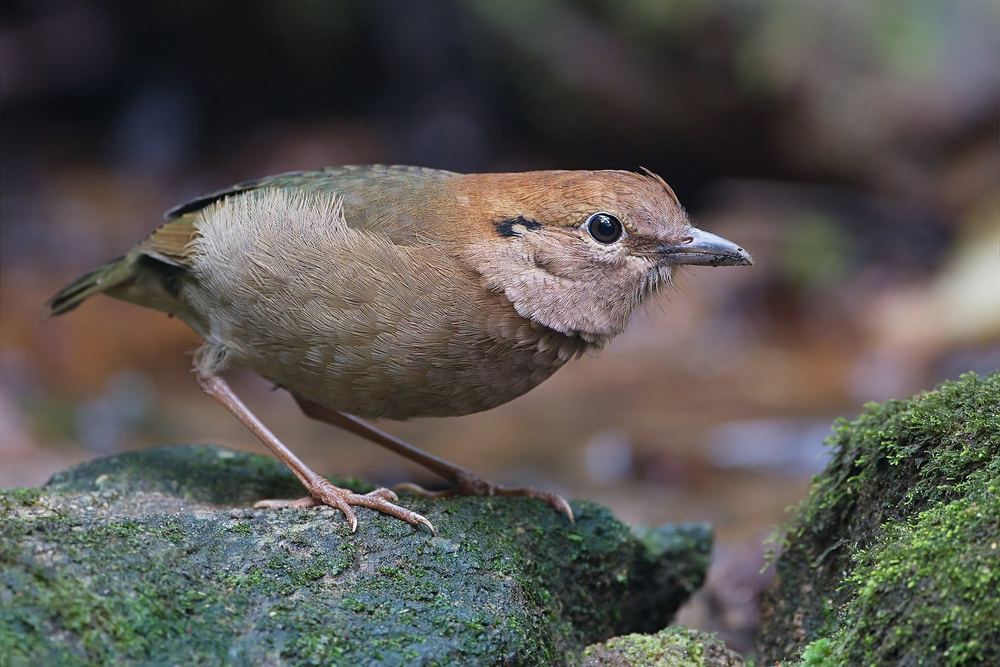 Rusty-naped Pitta