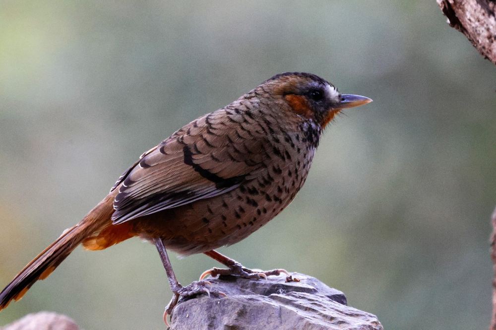 Rufous-chinned Laughingthrush