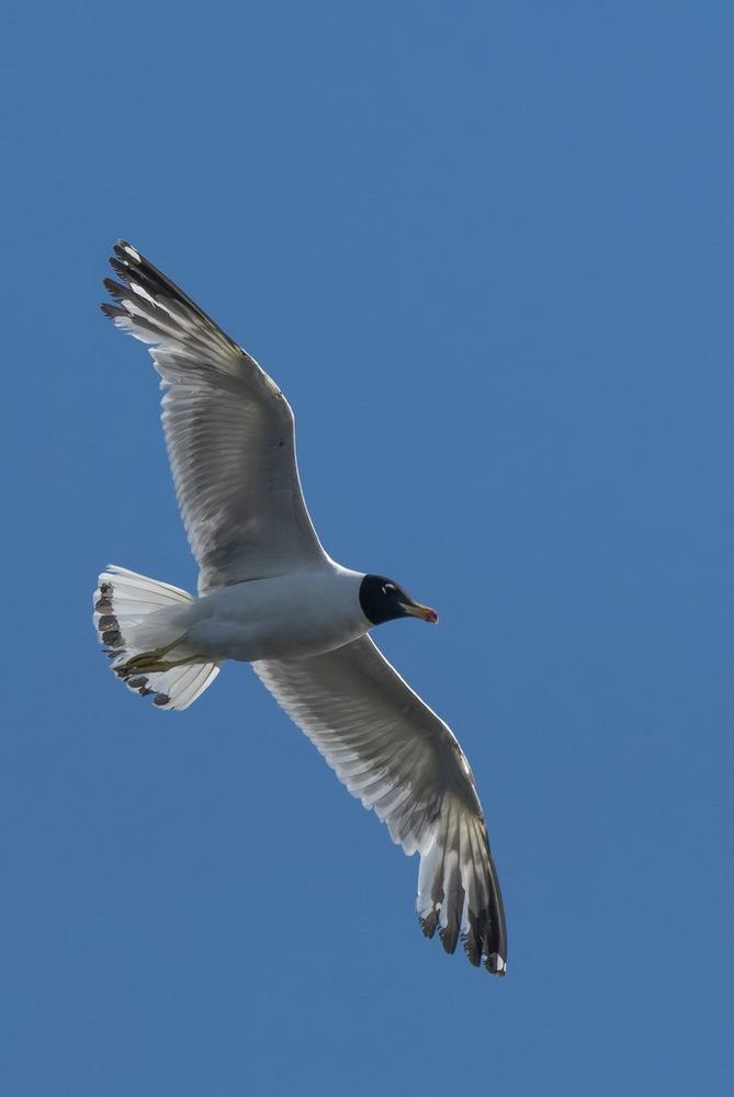 Pallas's Gull