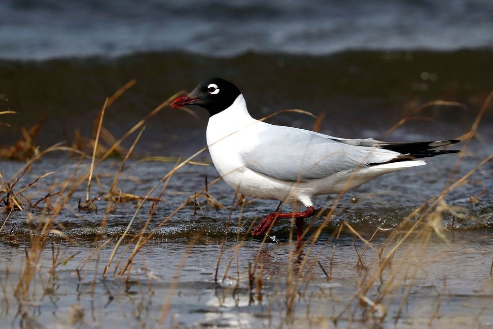 Ichthyaetus relictus
