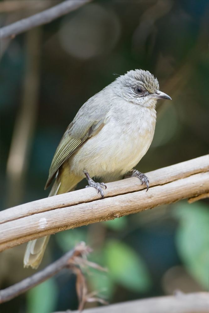 Grey-eyed Bulbul