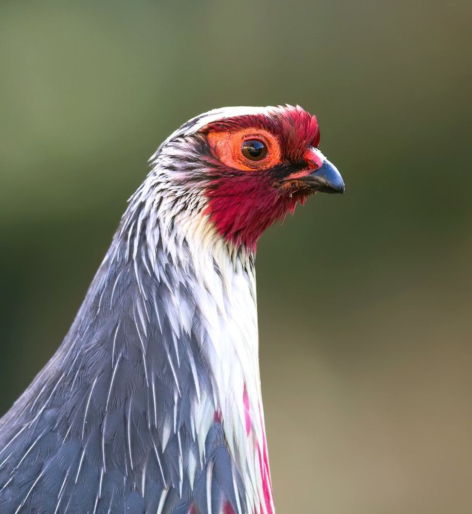 Blood Pheasant