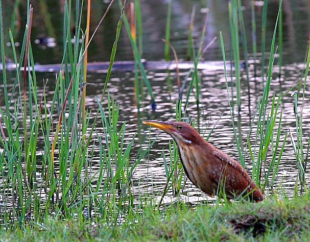 Cinnamon Bittern