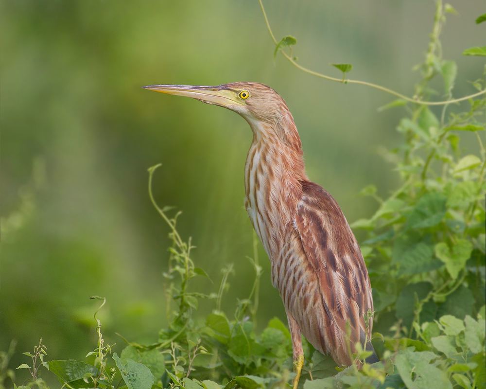 Yellow Bittern