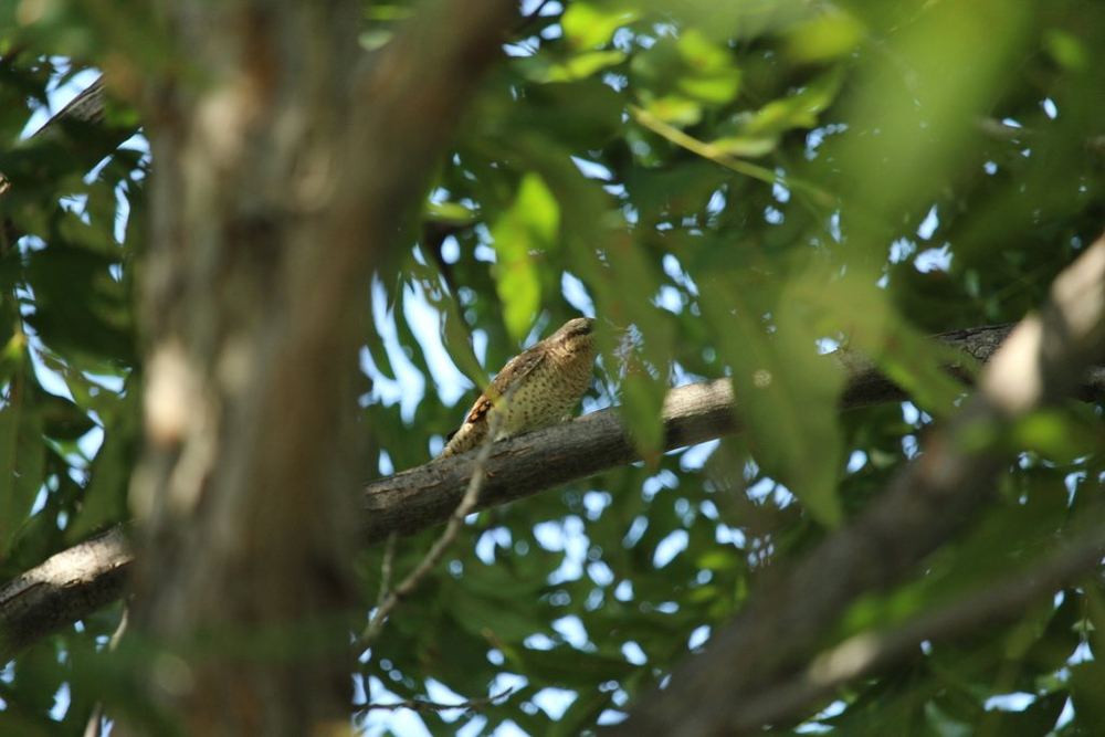 Eurasian Wryneck