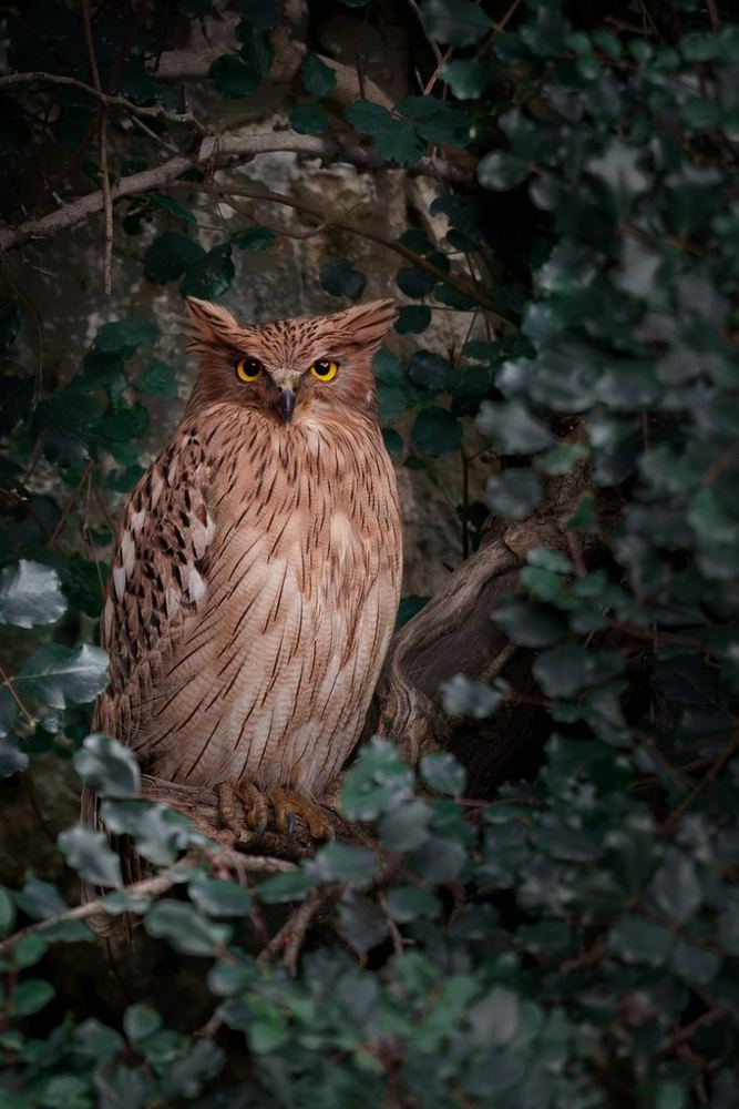 Brown Fish-Owl