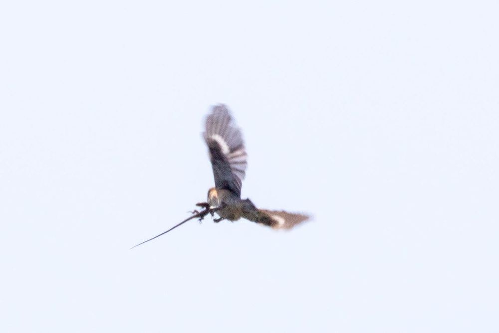 Bull-headed Shrike