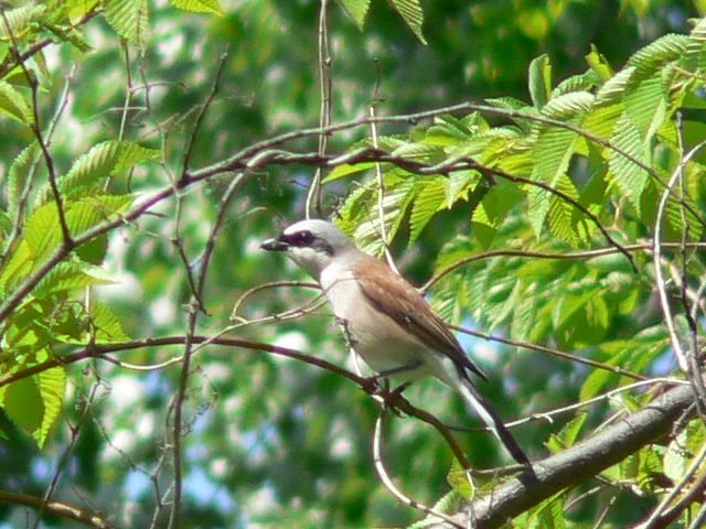 Red-backed Shrike